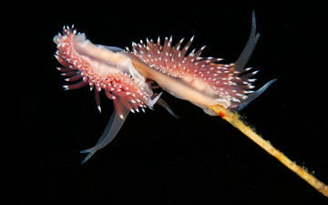 Картинка животные морская+фауна морской слизень океан актиния