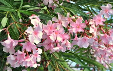 Картинка цветы олеандры розовый олеандр лепестки