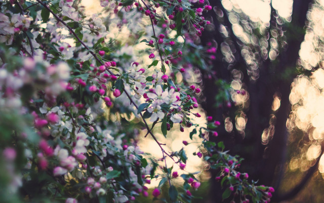 Обои картинки фото цветы, цветущие деревья ,  кустарники, яблоня, сад, природа