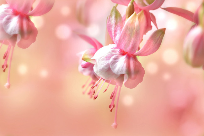 Обои картинки фото цветы, фуксия, макро, розовый, нежность