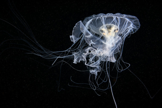 Обои картинки фото животные, медузы, медуза, океан