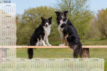 Картинка календари животные растения скамейка двое собака