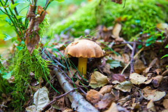 Картинка природа грибы грибок листья осень