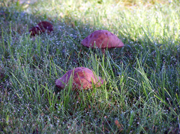 Обои картинки фото природа, грибы, роса, капли, шляпки, трава