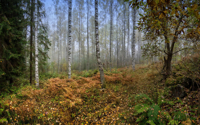 Обои картинки фото природа, лес, осень, деревья