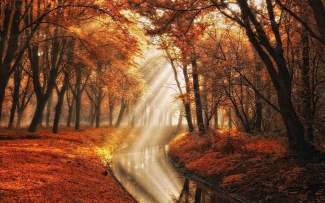 Обои картинки фото природа, парк, листья, листопад, осень, деревья, водоем