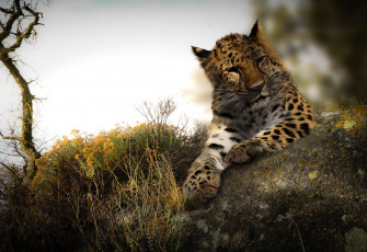 Картинка леопард животные леопарды wallhaven дикая природа большие кошки