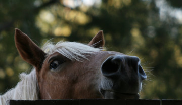 Картинка животные лошади голова лошадь