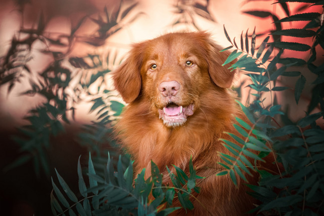 Обои картинки фото животные, собаки, морда, портрет, боке, рыжая, пасть, собака, фон, природа, листья, взгляд, язык