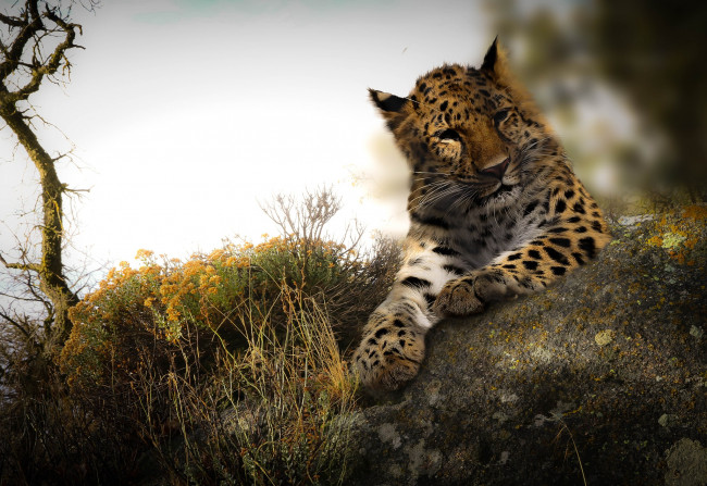 Обои картинки фото леопард, животные, леопарды, wallhaven, дикая, природа, большие, кошки