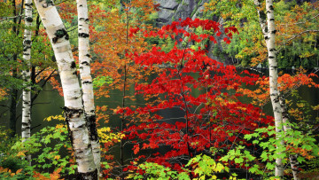 Картинка природа лес озеро осень