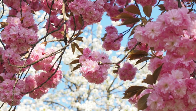 Обои картинки фото цветы, сакура,  вишня, цветущая, весна