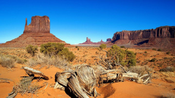 Картинка природа горы пустыня коряга