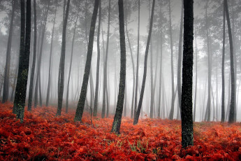 обоя природа, лес, осень