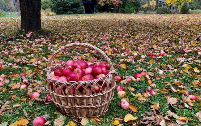 Обои картинки фото еда, яблоки, листопад, осень, корзина