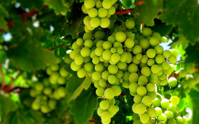 Обои картинки фото природа, Ягоды, виноград