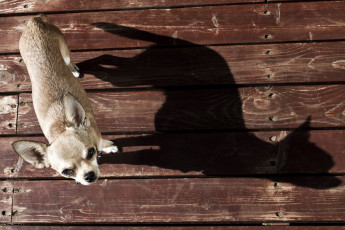 Картинка животные собаки тень