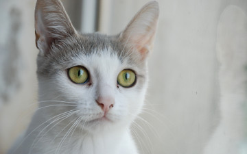 Картинка животные коты глаза уши