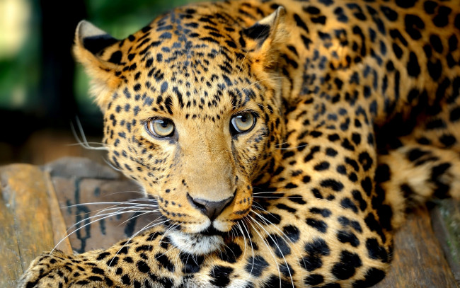 Обои картинки фото животные, леопарды, хищник, леопард, глаза, взгляд, усы