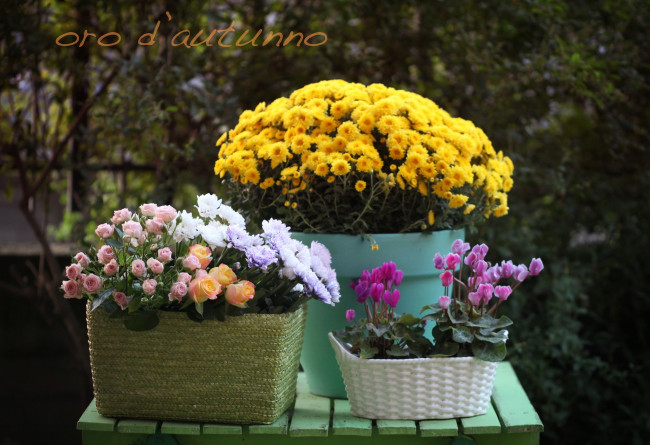Обои картинки фото цветы, разные, вместе, хризантемы, цикламены, корзины, розы