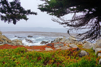 Картинка калифорния природа побережье трава море