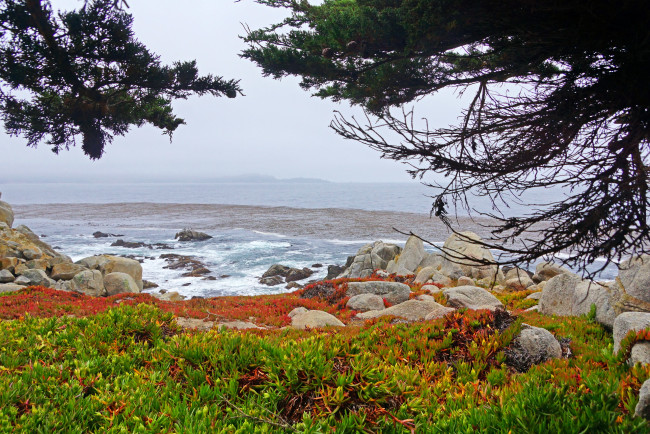 Обои картинки фото калифорния, природа, побережье, трава, море