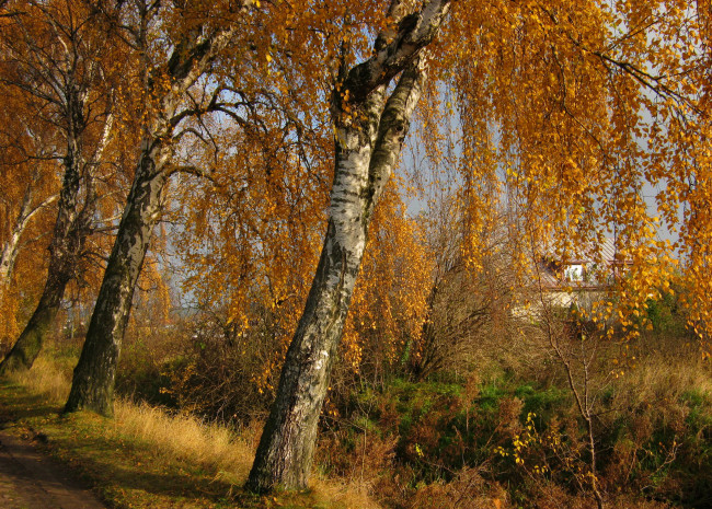 Обои картинки фото природа, деревья, осень, листва