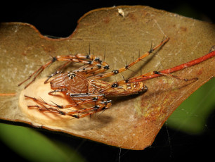Картинка животные пауки itchydogimages макро лист паук