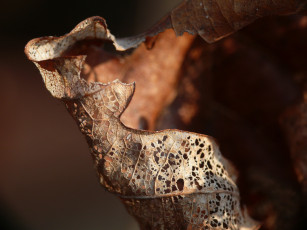 Картинка природа листья макро коричневый лист сухой дырявый