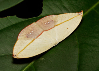 Картинка животные бабочки itchydogimages макро листья моль крылья