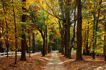 обоя природа, дороги, осень, забор, тропинка, лес