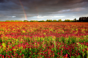Картинка природа радуга луг трава цветы