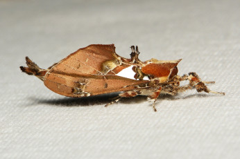 Картинка животные бабочки itchydogimages макро моль мотылёк
