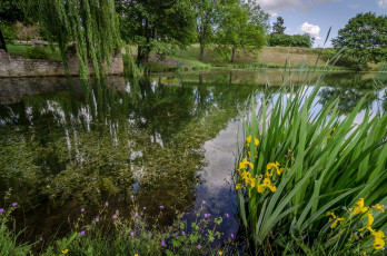 Картинка природа парк ирисы пруд