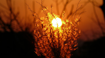 Картинка природа макро свет солнце трава закат вечер