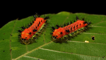 Картинка животные гусеницы itchydogimages макро лист пара
