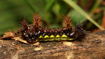 Картинка животные гусеницы itchydogimages макро лист гусеница