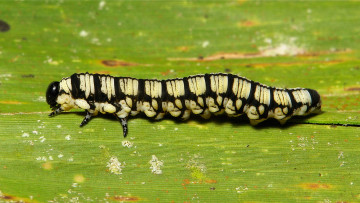 Картинка животные гусеницы itchydogimages макро гусеница лист полосатая