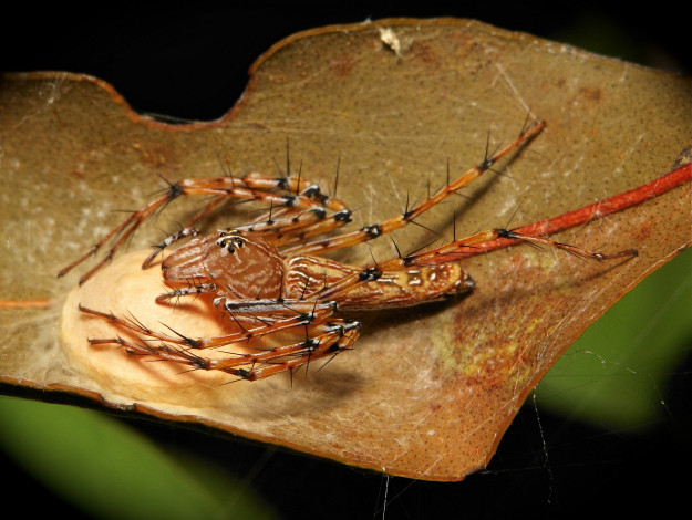 Обои картинки фото животные, пауки, itchydogimages, макро, лист, паук