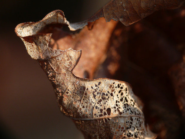 Обои картинки фото природа, листья, макро, коричневый, лист, сухой, дырявый