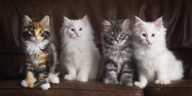 Обои картинки фото животные, коты, котята, ряд, диван, кожаный, трёхцветная, белые, четверо, пушистые, серый