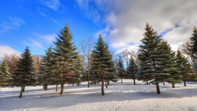 Обои картинки фото природа, зима, снег, деревья, лес, облака, небо, следы, ель