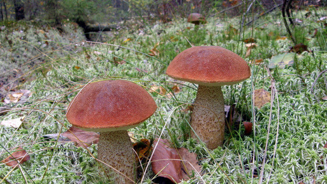 Обои картинки фото природа, грибы, подосиновик, дуэт