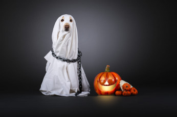 обоя праздничные, хэллоуин, тыква, привидение, костюм, хеллоуин, накидка, серый, фон, простыня, цепь, белая, собака