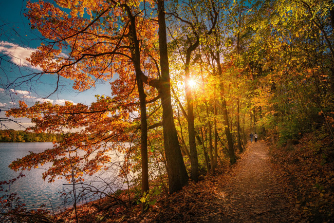 Обои картинки фото природа, восходы, закаты, осень, деревья, озеро, парк, тропинка