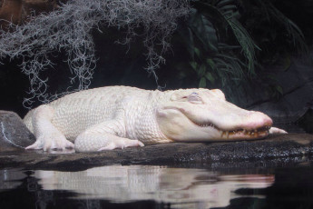 Картинка крокодил+альбинос животные крокодилы крокодил альбинос белый аномалия пресмыкающиеся хищник
