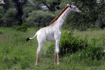 Картинка жираф+альбинос животные жирафы жираф млекопитающие альбинос аномалия парнокопытные жирафовые шея африка