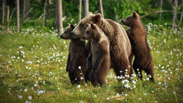 Картинка животные медведи медведица медвежата медведь бурый гризли кодьяк животное хищник млекопитающее хордовые