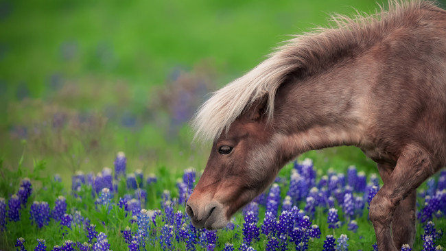Обои картинки фото животные, лошади, пони, цветы, трава, луг