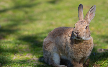 Картинка животные кролики +зайцы заяц трава